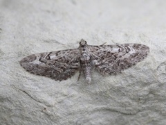 Lyngdvergmåler (Eupithecia nanata)