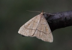 Gulbrunt viftefly (Paracolax tristalis)