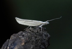 Ypsolopha nemorella