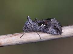 Skogmetallfly (Syngrapha interrogationis)