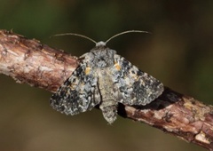 Skifernellikfly (Hadena caesia)