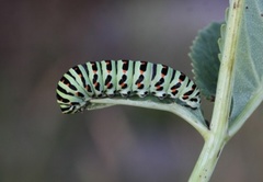 Svalestjert (Papilio machaon)