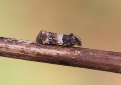 Smørbukkskuddvikler (Lobesia bicinctana)