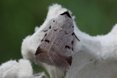 Augustvikkefly (Lygephila craccae)