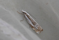 Sumpnebbmott (Crambus uliginosellus)