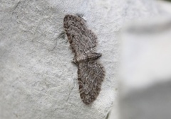 Seljedvergmåler (Eupithecia tenuiata)