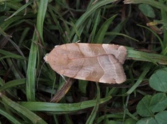 Bredbåndfly (Noctua fimbriata)