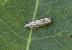 Lys gullrisengvikler (Eucosma aemulana)