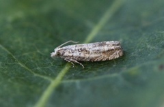 Lys gullrisengvikler (Eucosma aemulana)