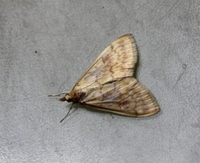 Maispyralide (Ostrinia nubilalis)