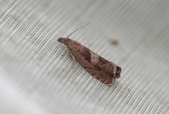 Burotvikler (Dichrorampha simpliciana)