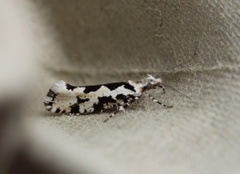 Ypsolopha sequella