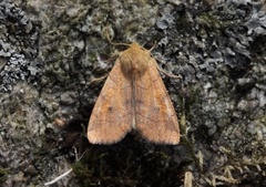 Vinkelfly (Enargia paleacea)