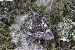 Flekkfly (Crypsedra gemmea)