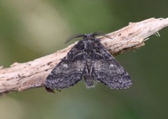 Brun ospetannspinner (Gluphisia crenata)