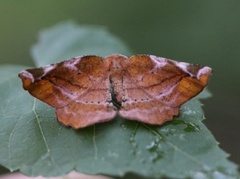 Fagermåler (Apeira syringaria)