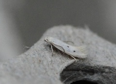 Elachista dispilella