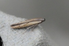 Batrachedra pinicolella