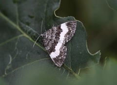 Geitramsmåler (Spargania luctuata)