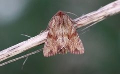 Gulbrunt engfly (Apamea sublustris)