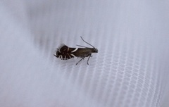 Glyphipterix equitella