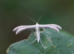 Bergmyntefjærmøll (Merrifieldia baliodactylus)