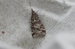 Bergmosemott (Eudonia murana)