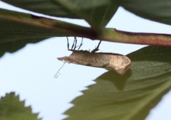 Ypsolopha alpella