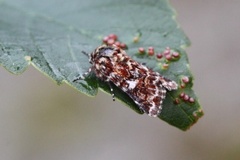 Rødt heifly (Anarta myrtilli)