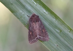 Hagelundfly (Lacanobia oleracea)