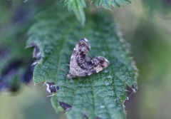 Neslebredmøll (Anthophila fabriciana)