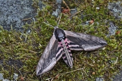 Ligustersvermer (Sphinx ligustri)