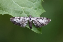 Burotdvergmåler (Eupithecia succenturiata)