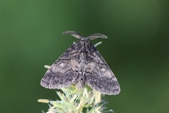 Brun ospetannspinner (Gluphisia crenata)