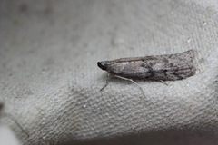 Humlebolsmalmott (Vitula serratilineella)