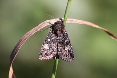 Røddusket engfly (Apamea rubrirena)