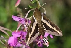 Mauresvermer (Hyles gallii)