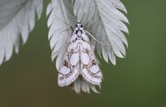 Porselensdammott (Nymphula nitidulata)