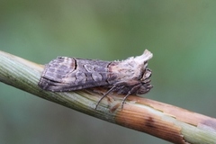 Brungult neslefly (Abrostola triplasia)