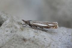 Starrnebbmott (Crambus silvella)