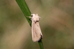 Marehalmfly (Longalatedes elymi)