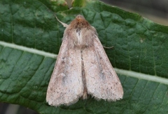 Teglrødt gressfly (Mythimna ferrago)