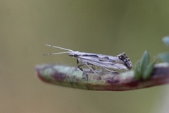 Dagfiolkålmøll (Plutella porrectella)