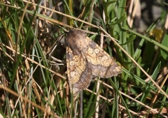 Tistelstengelfly (Gortyna flavago)