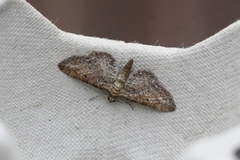 Kystdvergmåler (Eupithecia subumbrata)