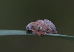 Rødbrun bladspinner (Phyllodesma ilicifolia)