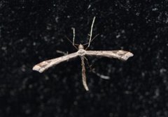 Lyngfjærmøll (Amblyptilia acanthadactyla)