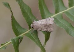 Lite seljefly (Orthosia cruda)