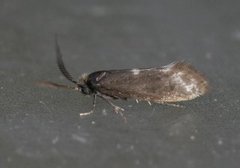 Incurvaria pectinea