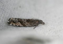 Røsslyngsigdvikler (Ancylis unguicella)